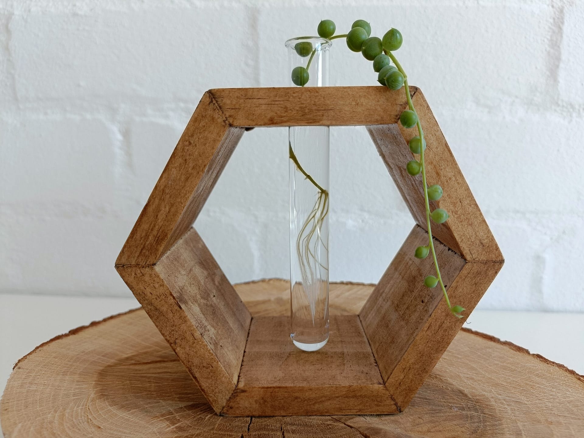 Propagation vase